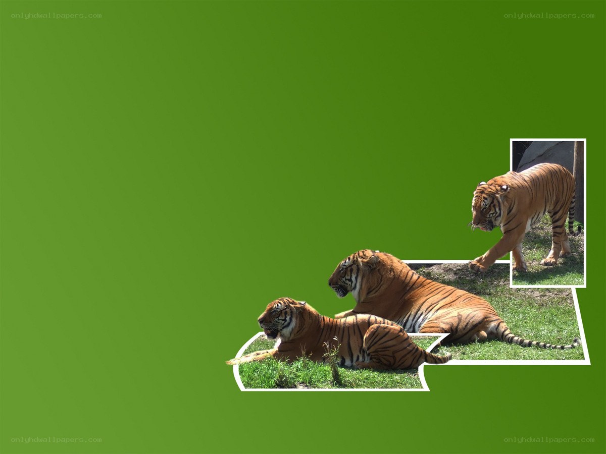 tigers on green background
