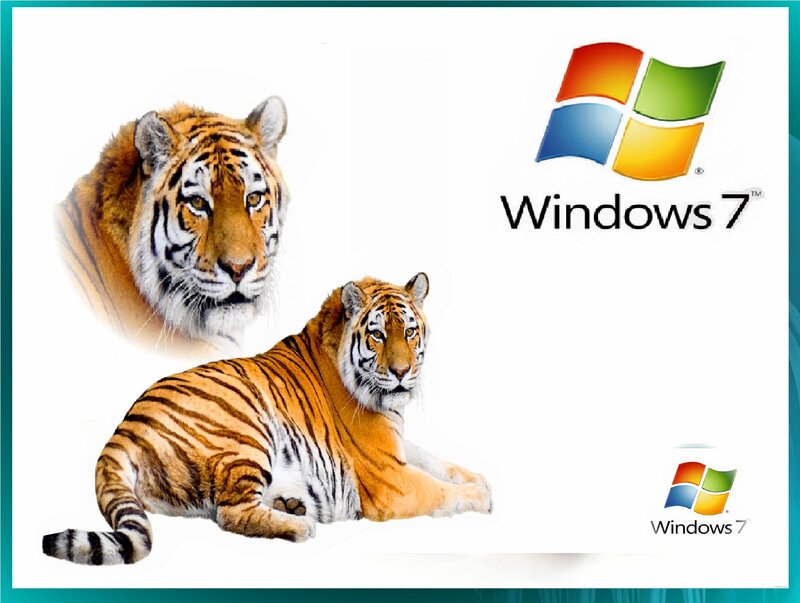Tigers on White Background