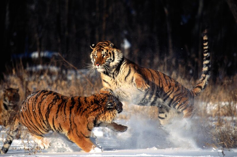 Tigers playing in the snow