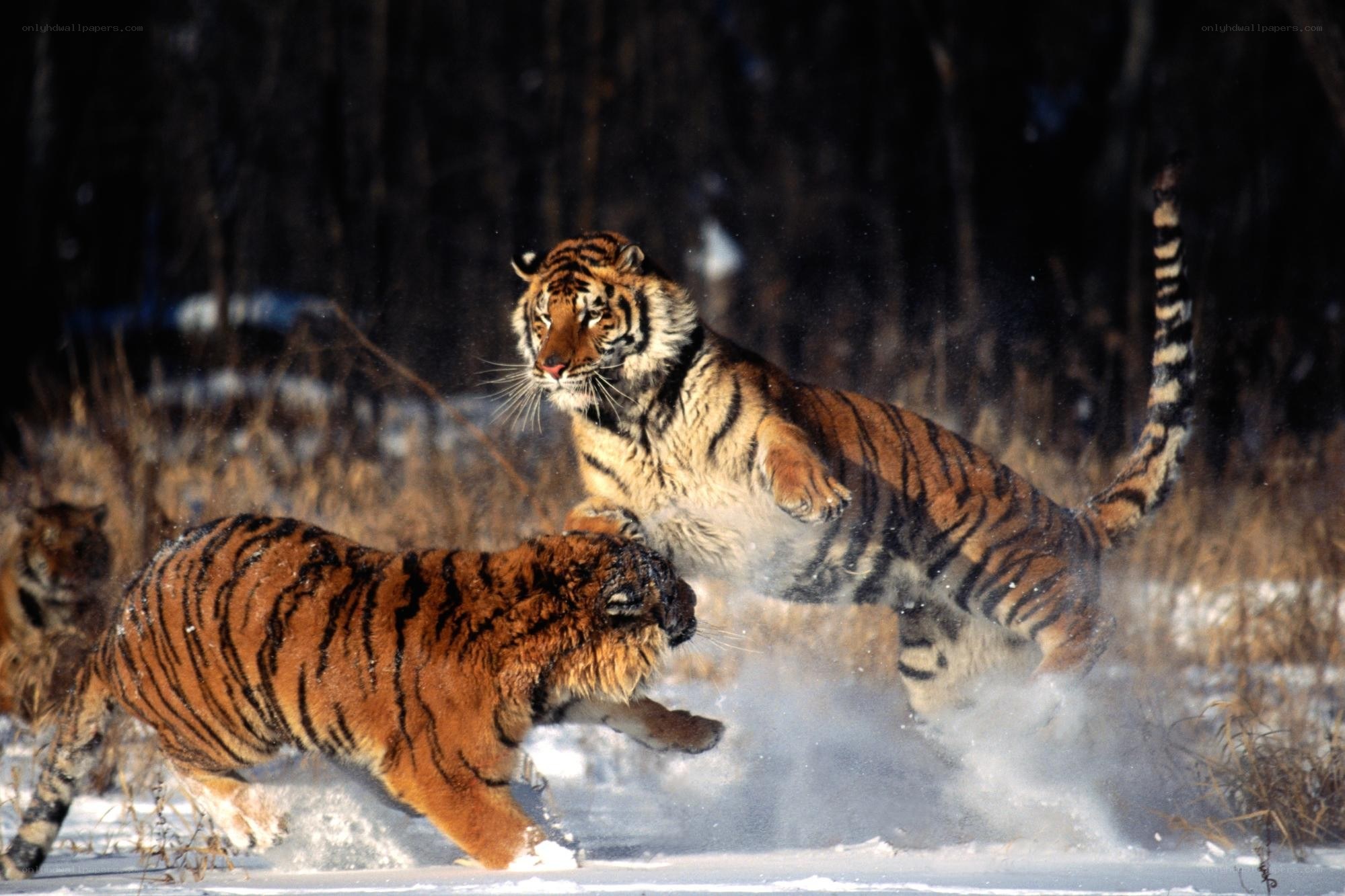 Tigers playing in the snow