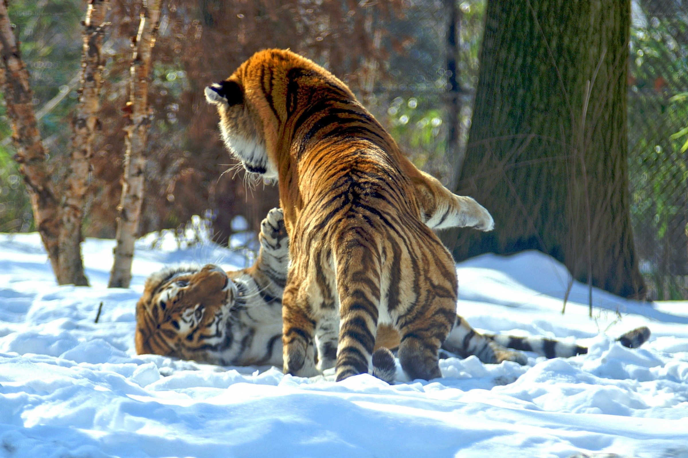 Tigers playing in the snow