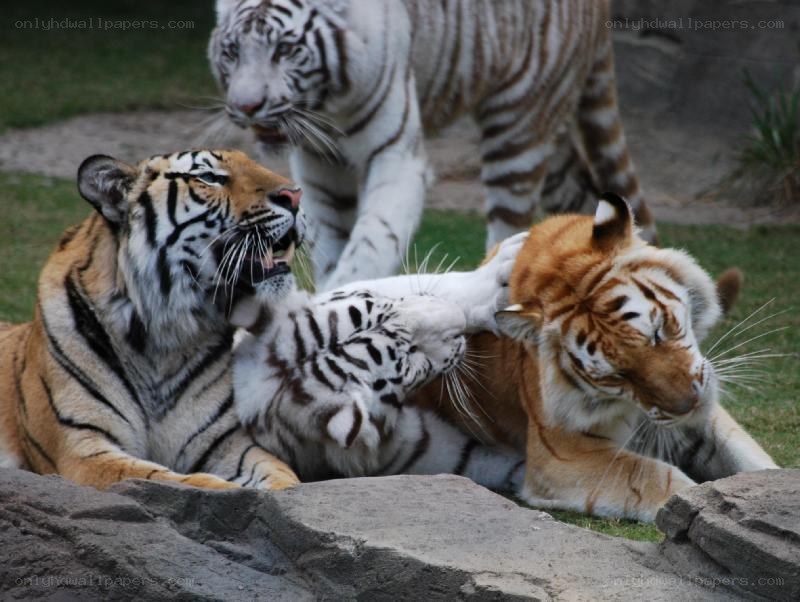 Tigers playing together