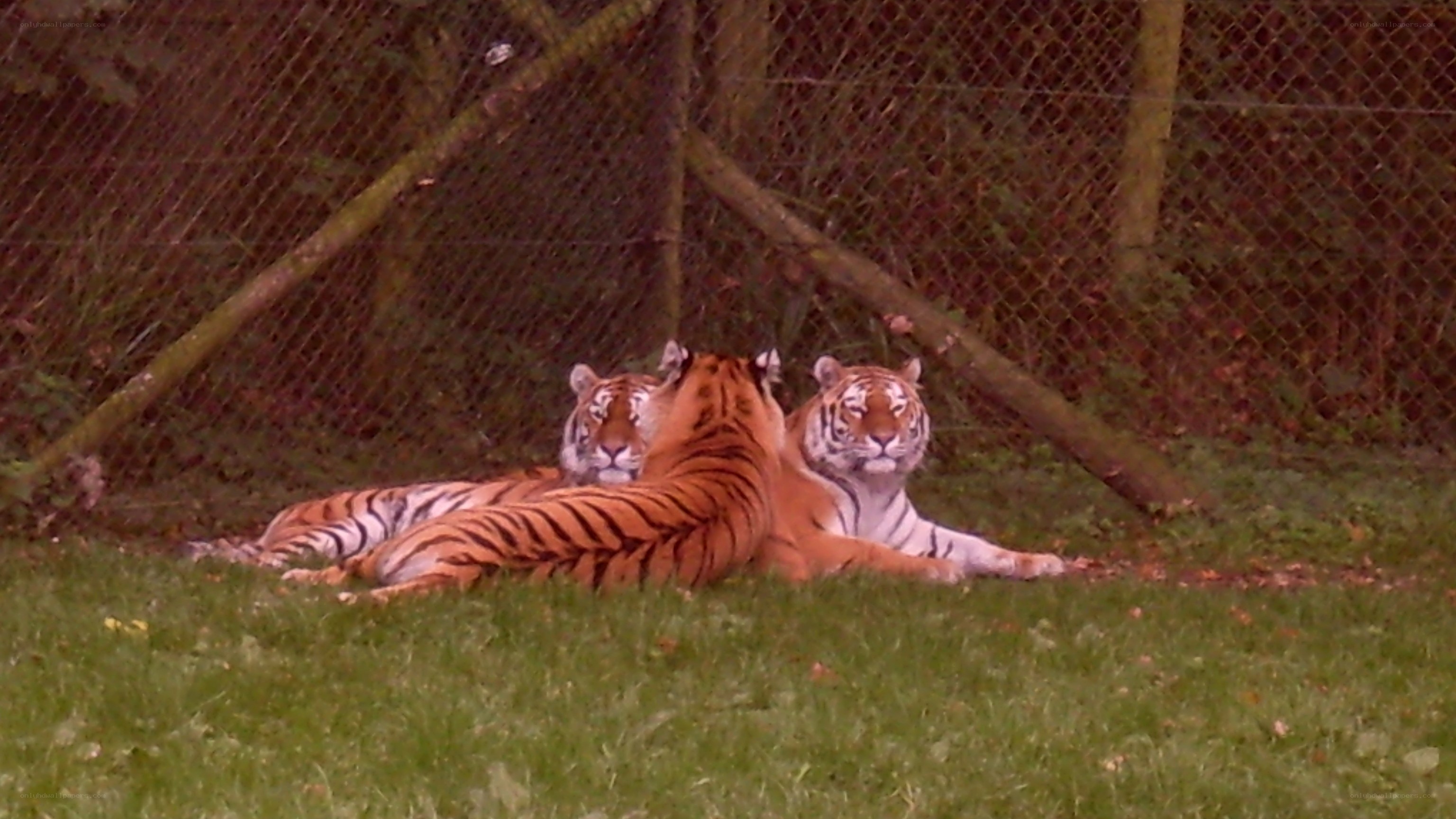 tigers resting in enclosure