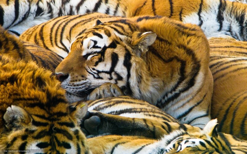 Tigers resting together