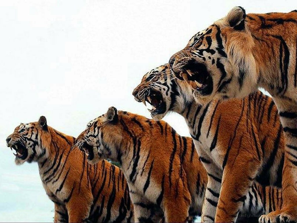 tigers roaring in a line