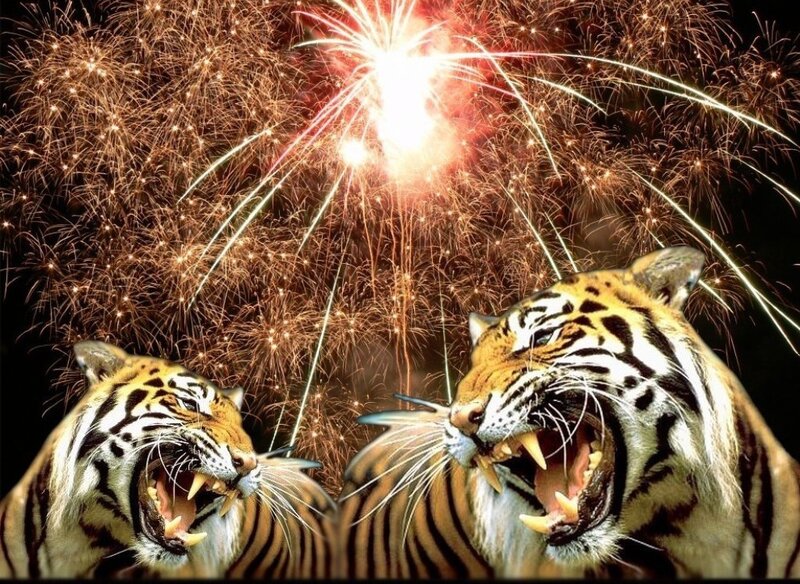 tigers roaring under fireworks
