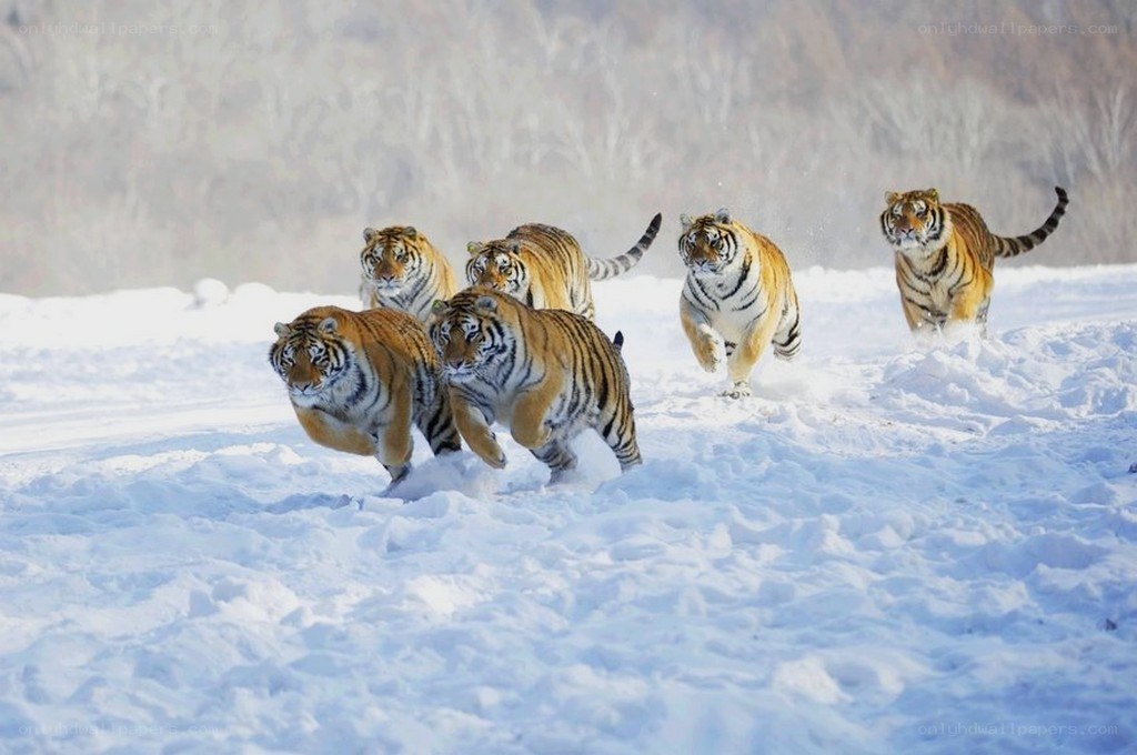 tigers running in snow