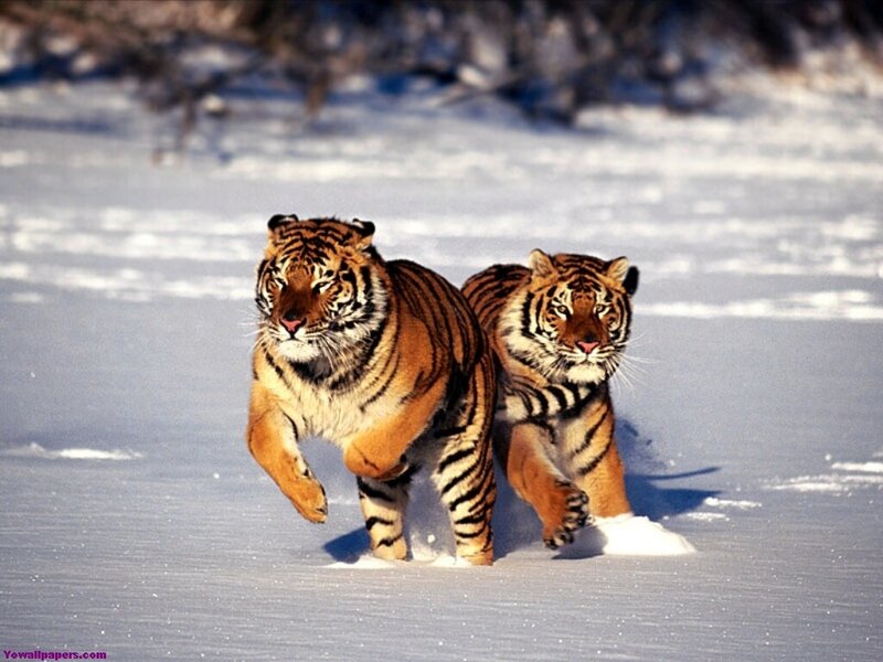 tigers running in snow