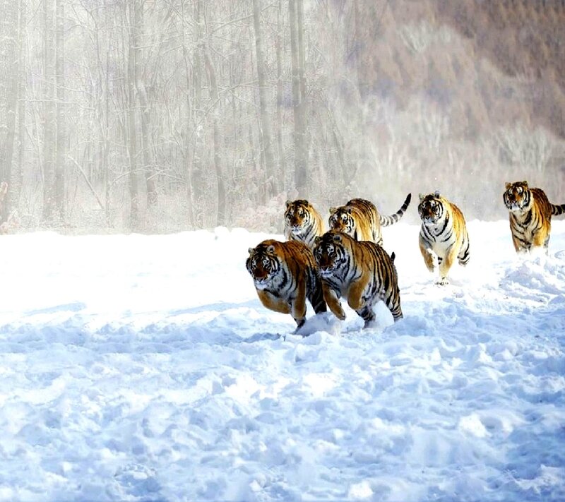 Tigers Running in Snow — White, Dynamic