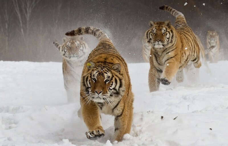 Tigers Running in Snow — White, Dynamic, Winter, Photograph