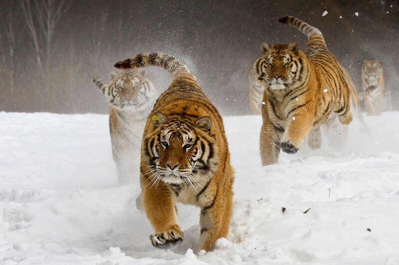 Tigers Running in Snow — White, Dynamic, Winter