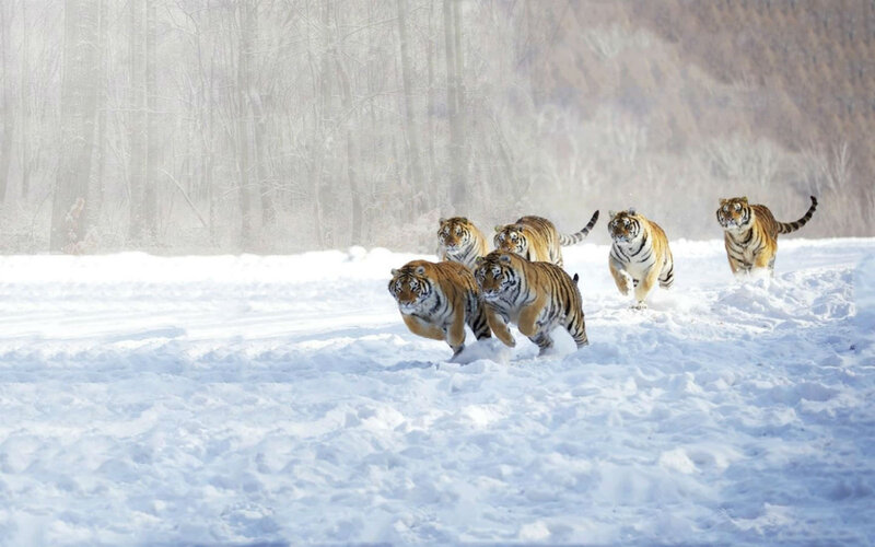 Tigers Running in Snow — White