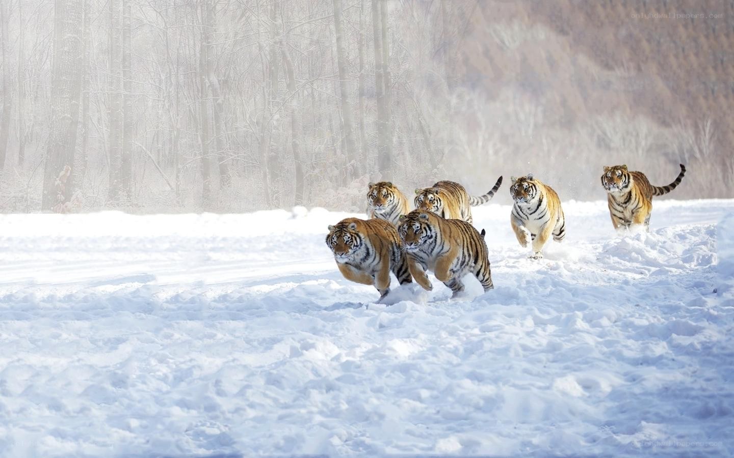 tigers running in snow