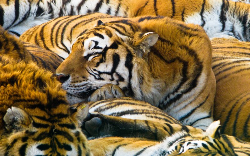 Tigers Sleeping Together