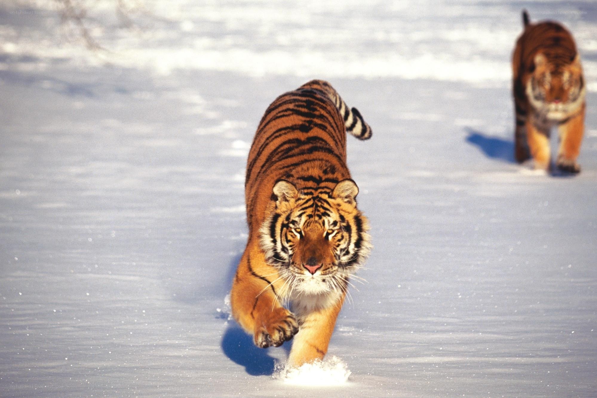 Tigers walking in the snow