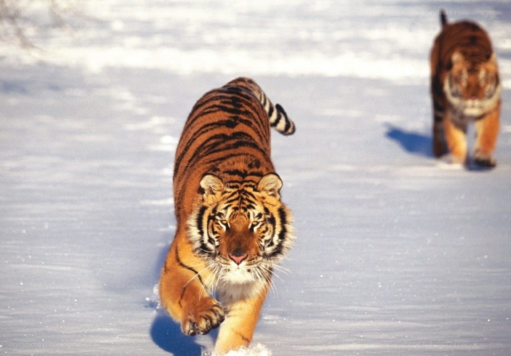 Tigers walking in the snow