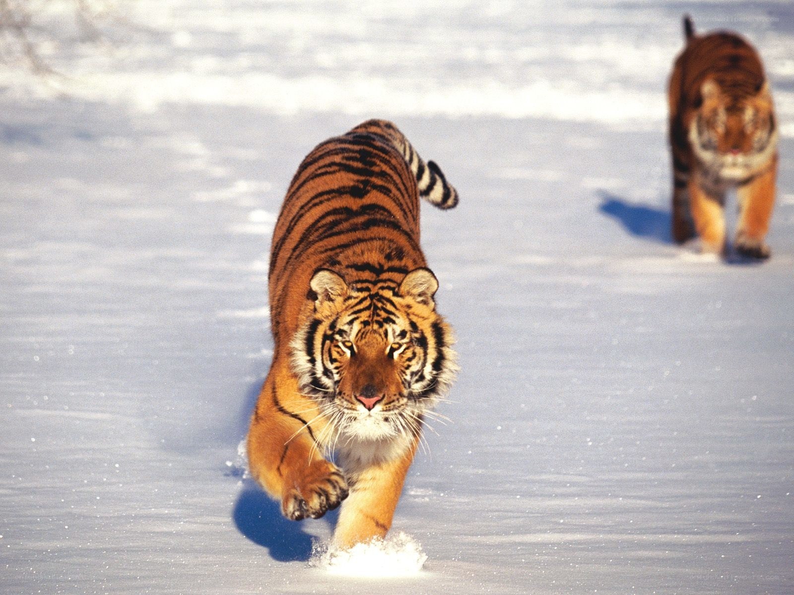 Tigers walking in the snow