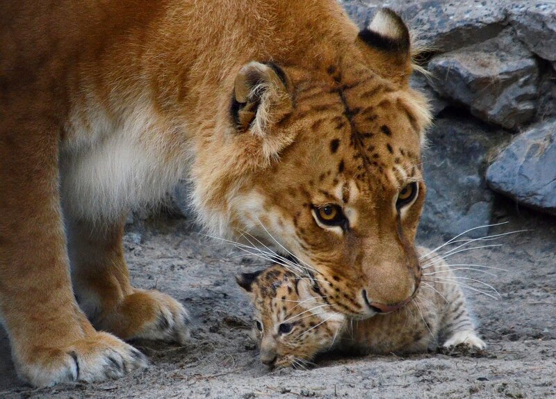 Tigon Mother with Cub