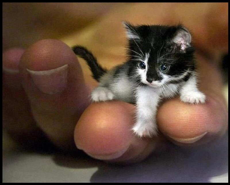 Tiny Black-and-white Kitten