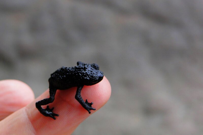 tiny black frog on finger
