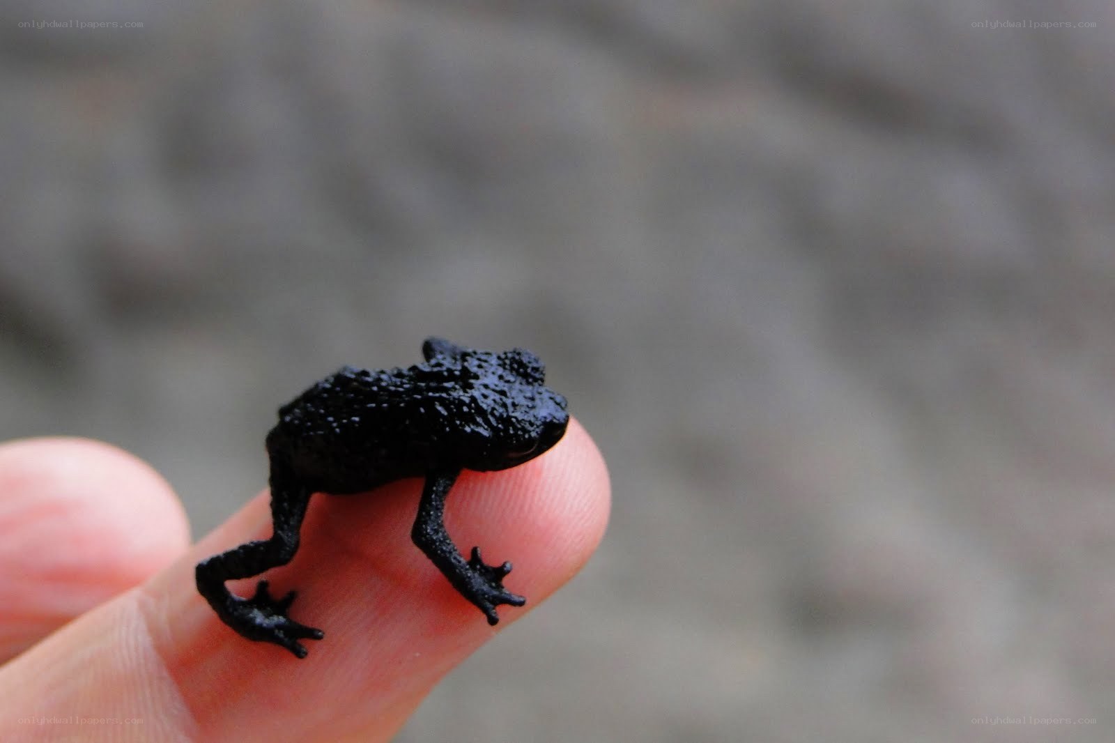 tiny black frog on finger