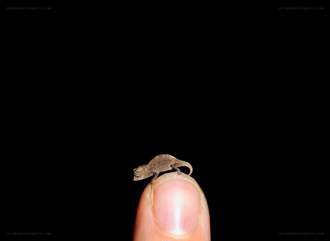 Tiny chameleon on a fingertip