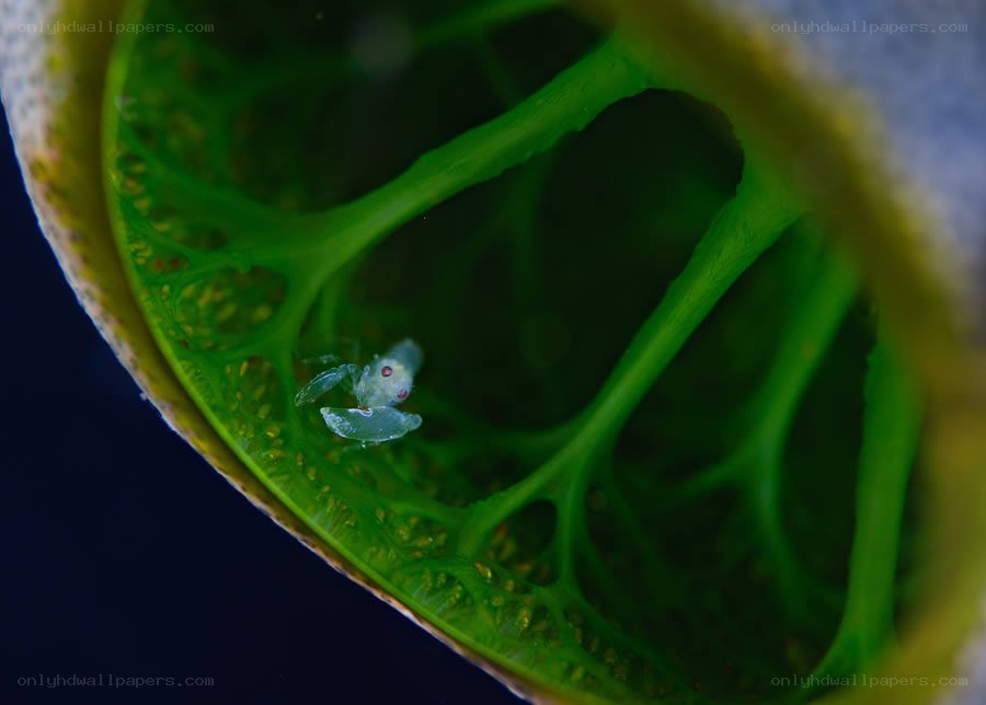 tiny crab in green leaf