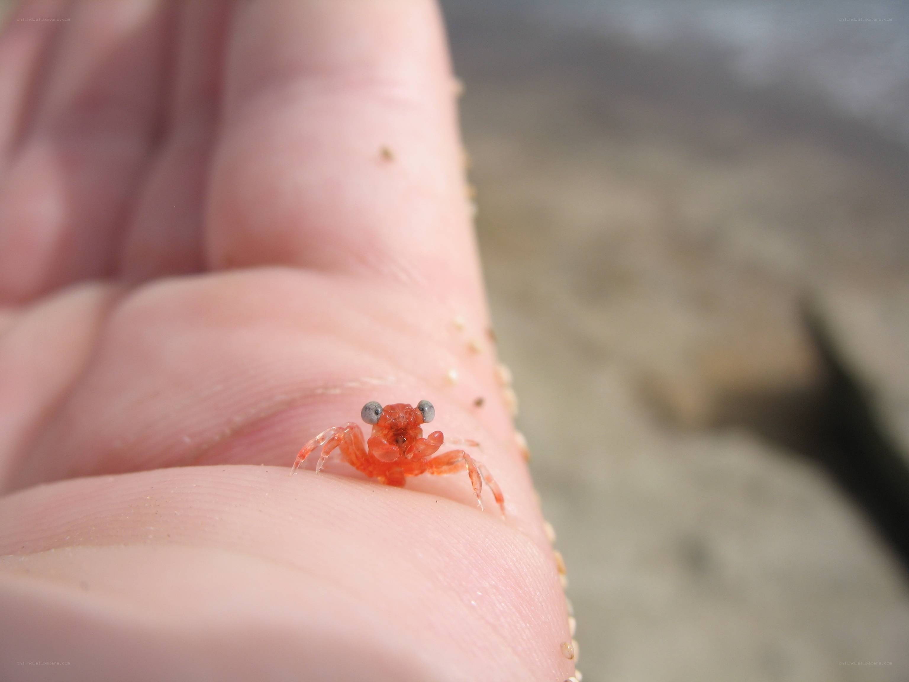 Tiny crab on a hand