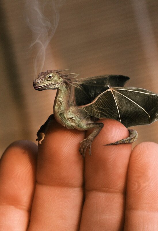 tiny dragon on a hand