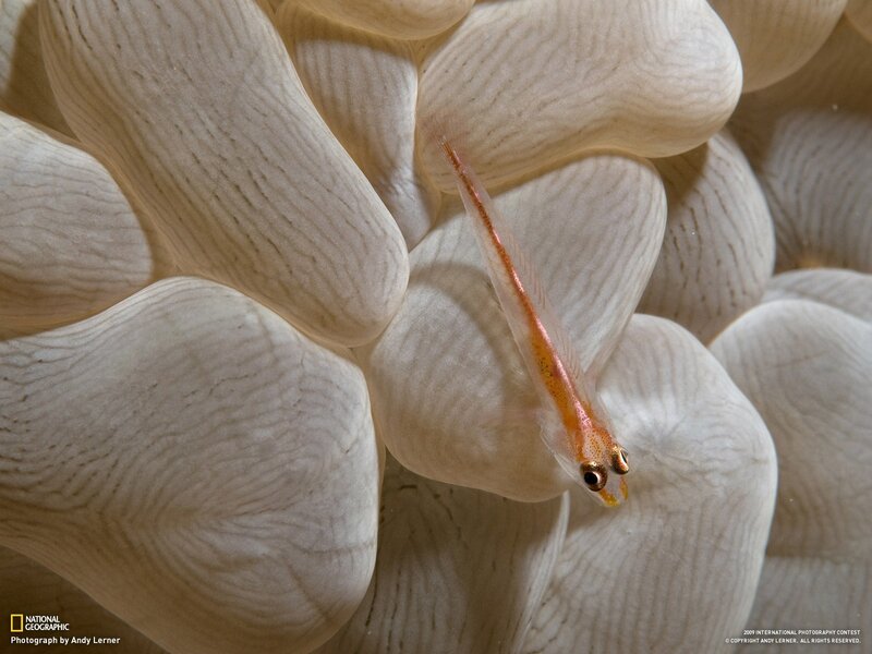 Tiny fish in sea anemone
