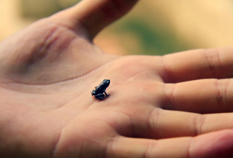 Tiny frog on a hand