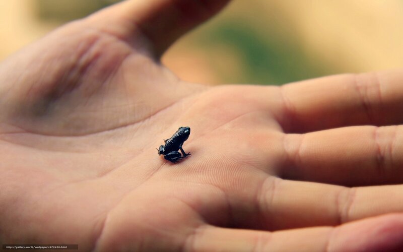 tiny frog on hand