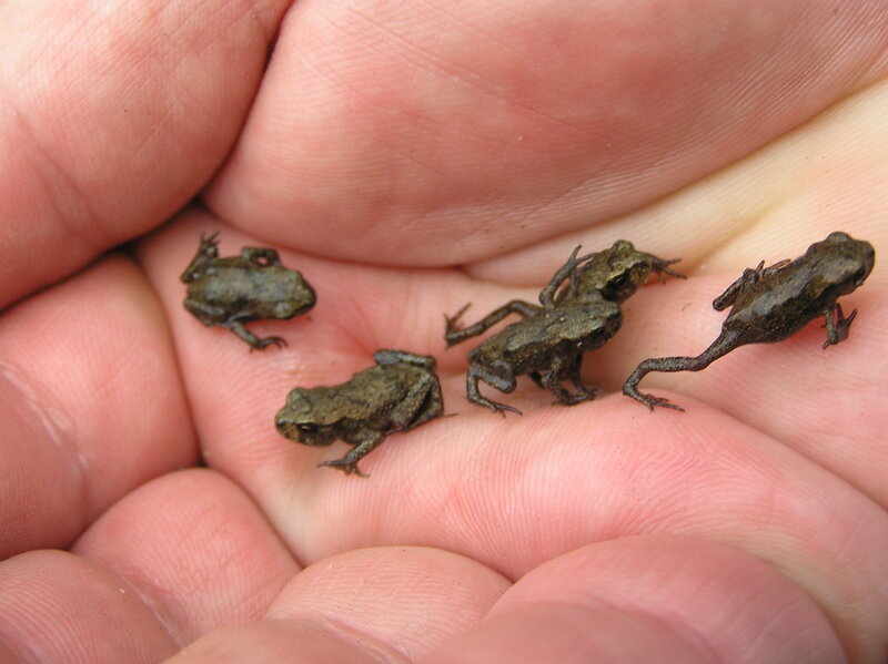 Tiny frogs in a hand