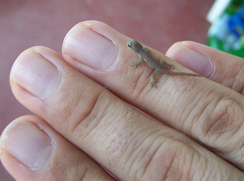 tiny gecko on a hand