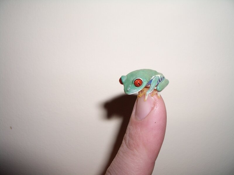 tiny green frog on finger