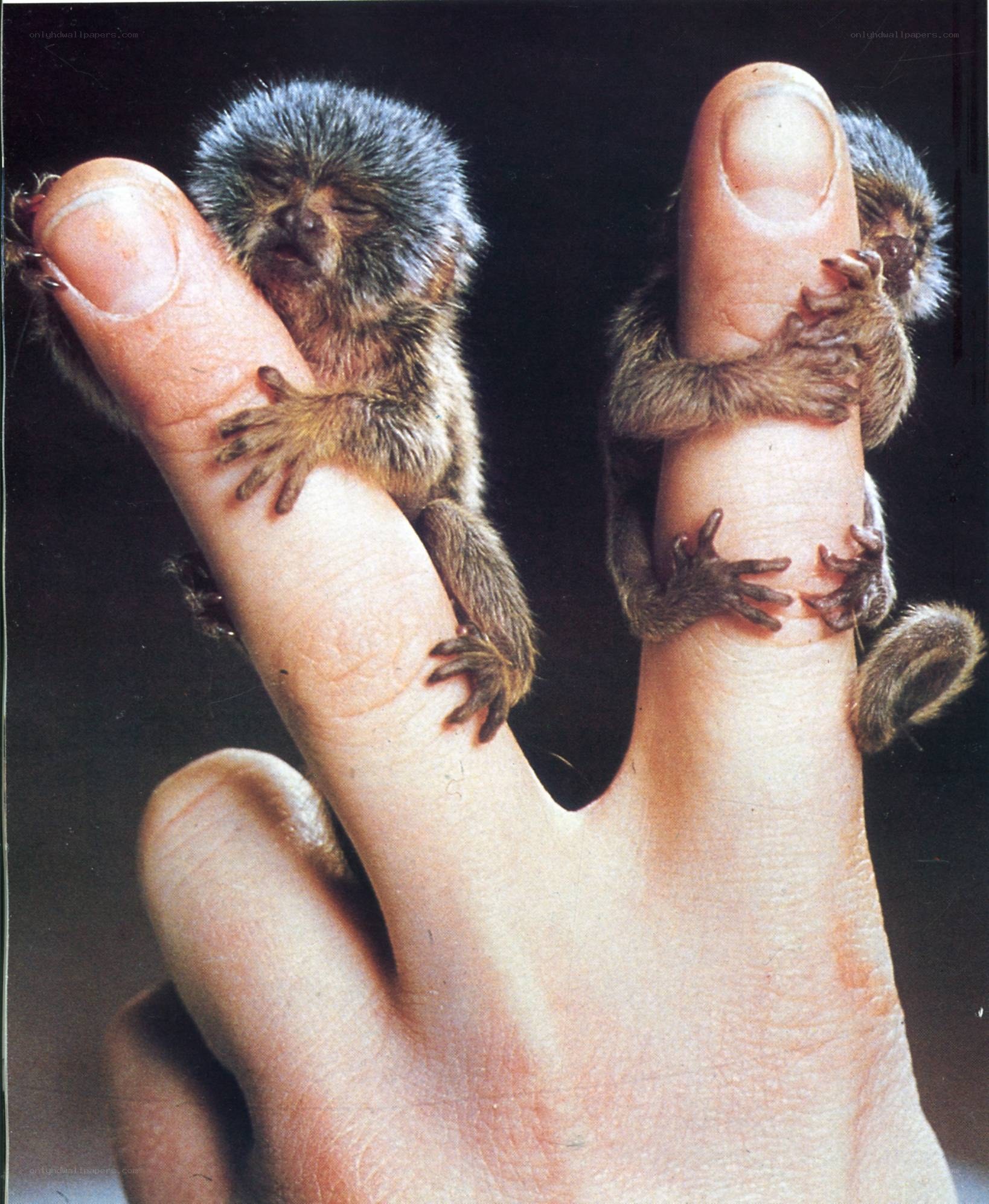Tiny monkeys on fingers
