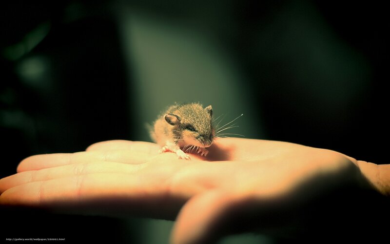 tiny mouse on hand