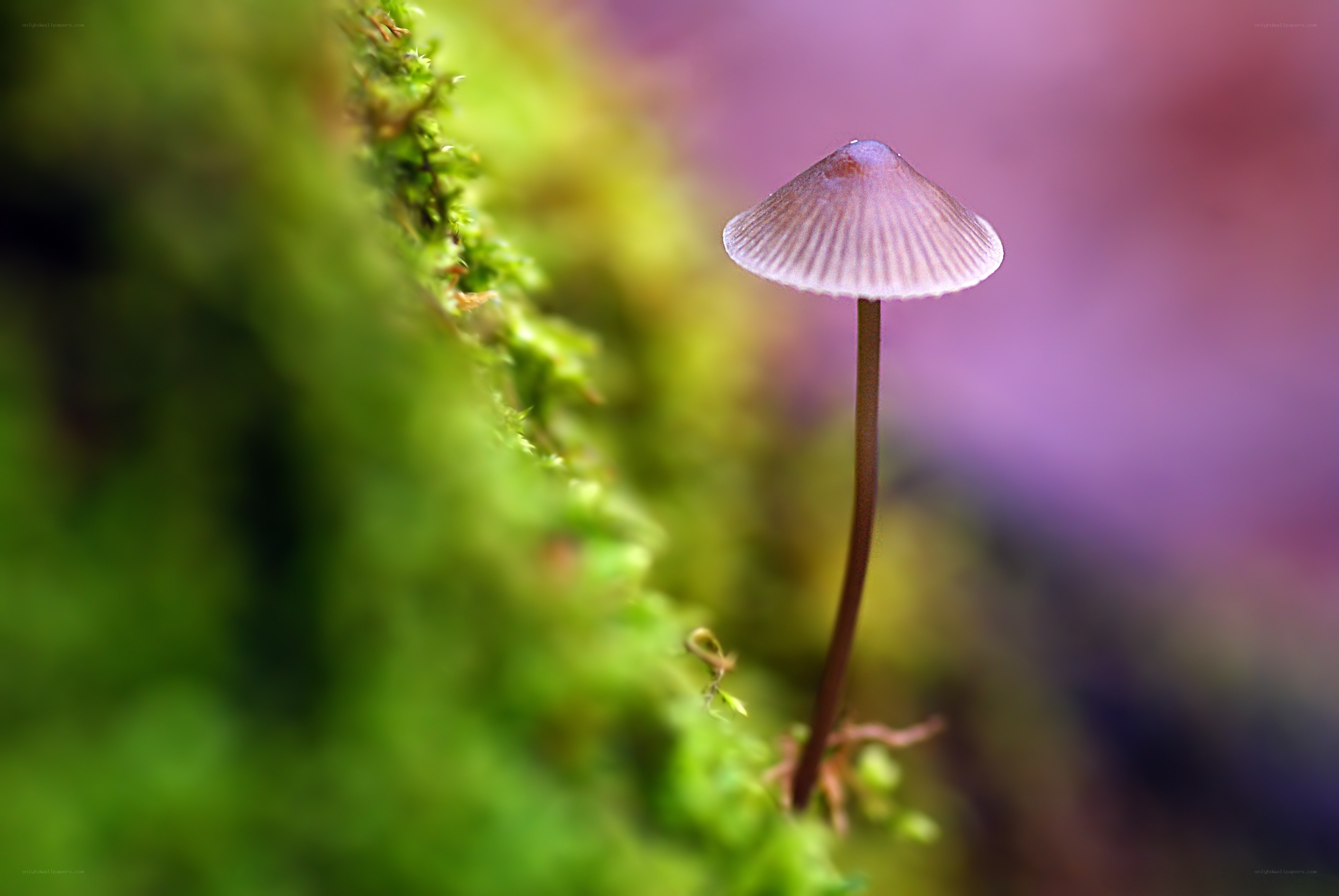 Tiny mushroom in moss