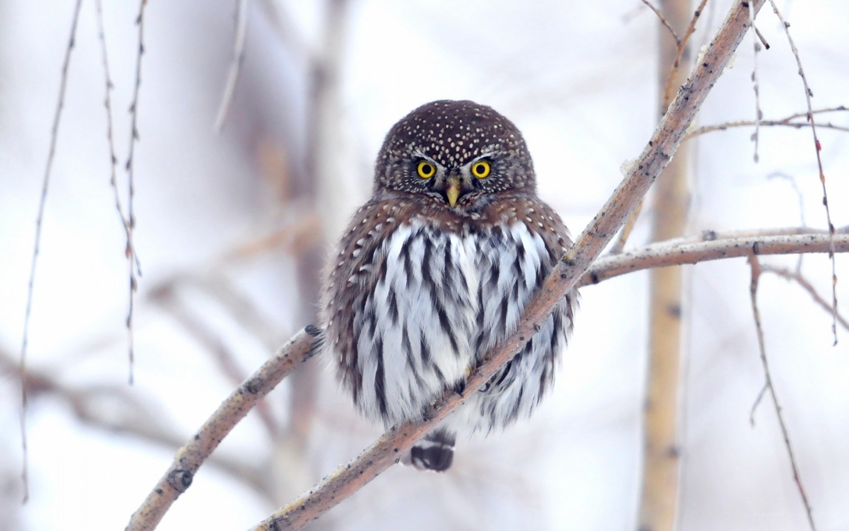 Tiny owl on a branch