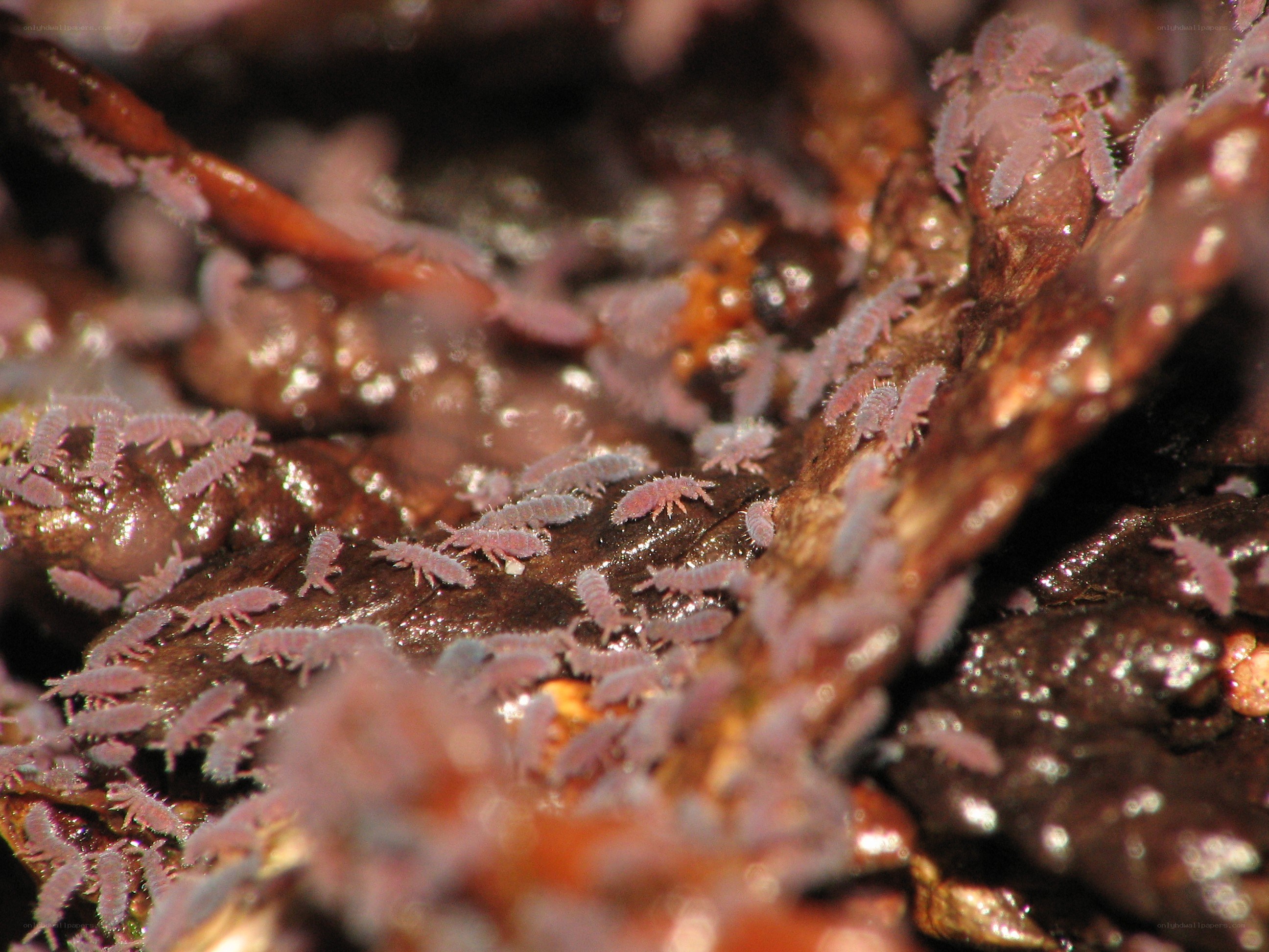 tiny pink springtails on leaf