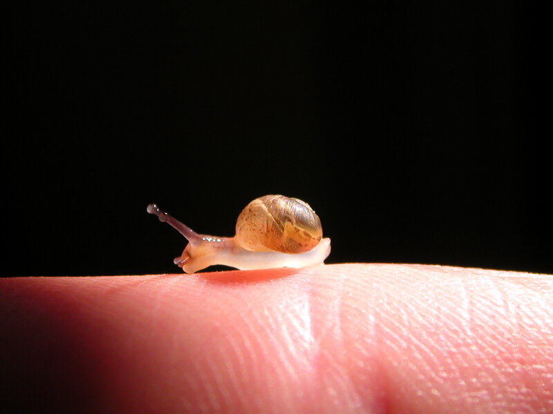 tiny snail on fingertip