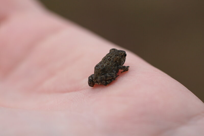 tiny toad on a hand