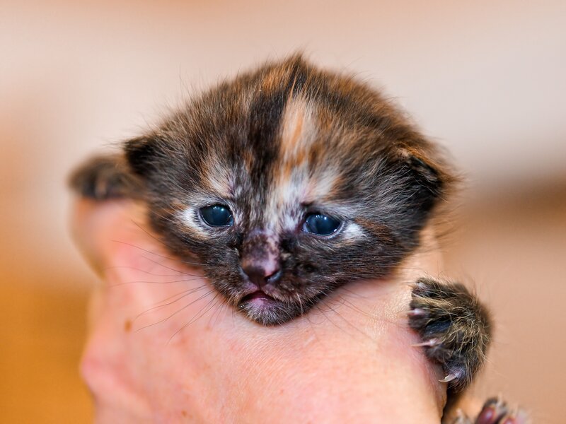 tiny tortoiseshell kitten