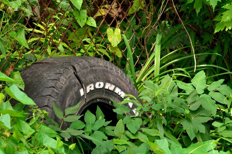 Tire in Overgrown Plants
