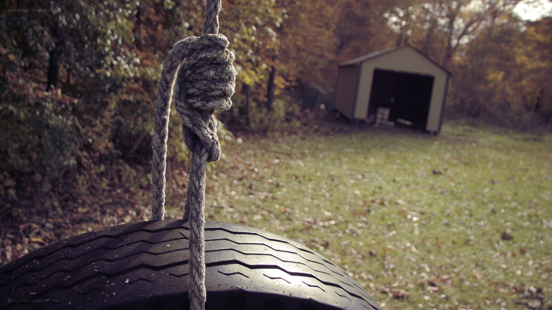 tire swing in autumn yard