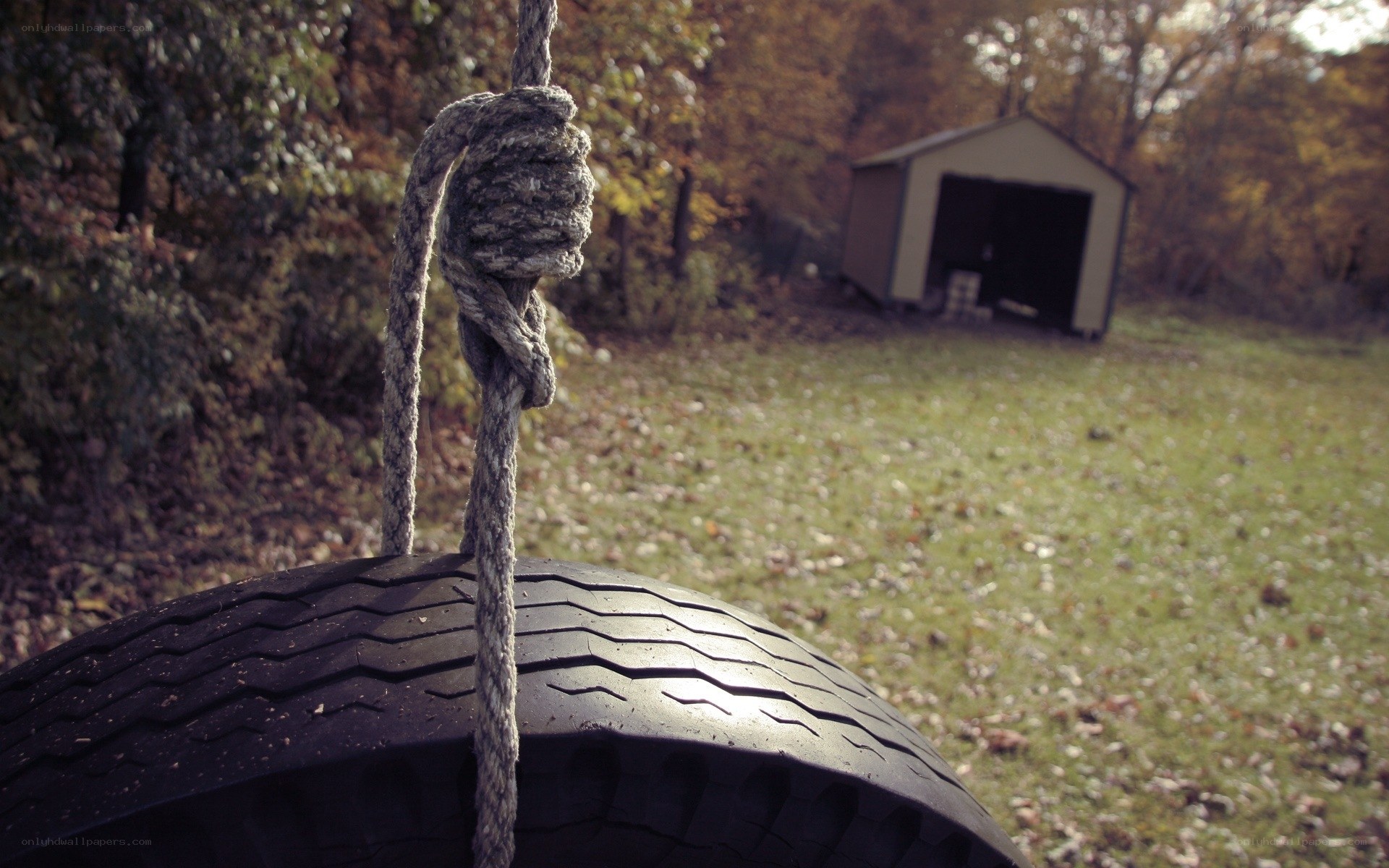 tire swing in autumn yard