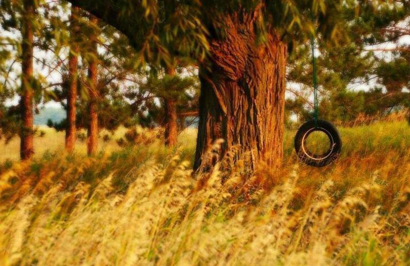 Tire Swing on Tree