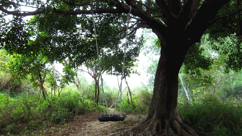 Tire Swing under Tree — Green
