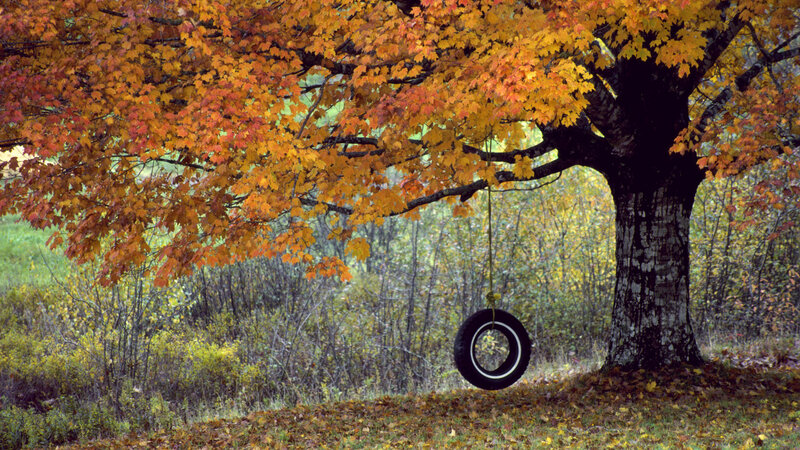 Tire Swing under Tree — Orange