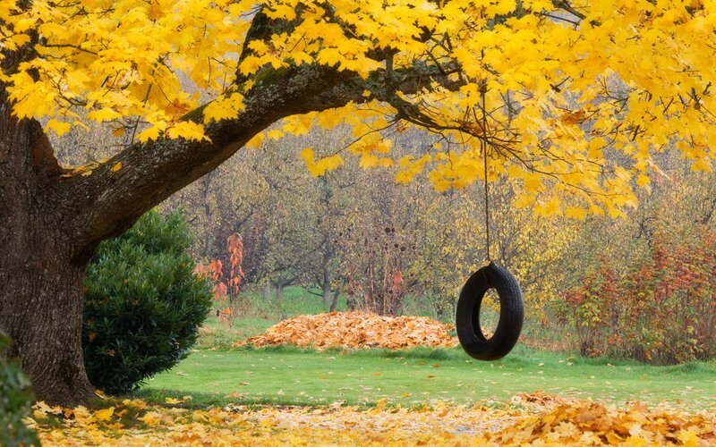 Tire Swing under Tree — Yellow